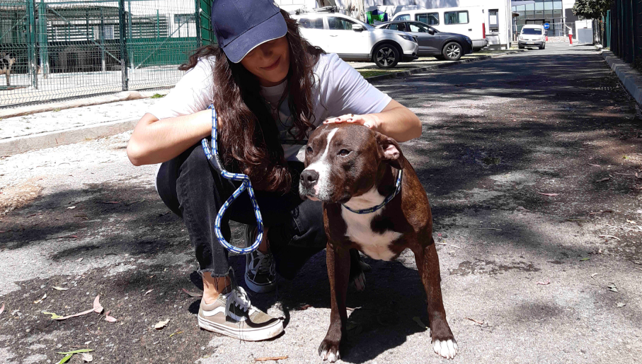 Voluntariado na Casa dos Animais de Lisboa